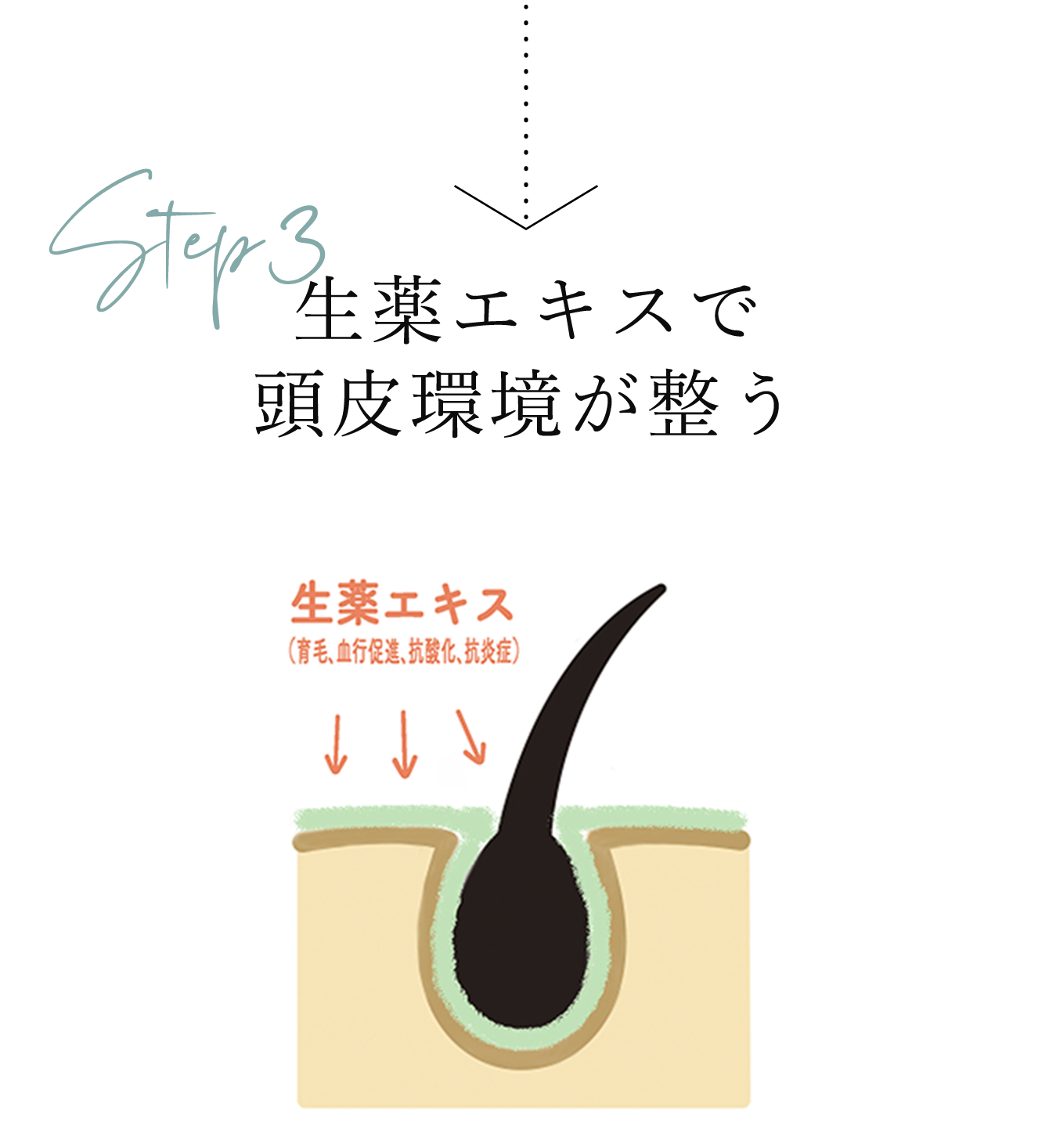 生薬エキスで頭皮環境が整う